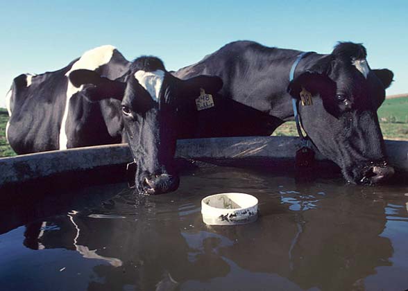 cattle drinking water